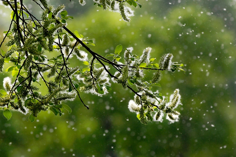 AC & Allergies - A tree branch full of pollen and allergens.